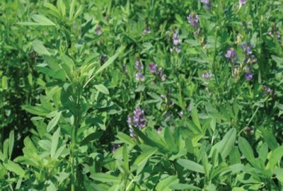 Çaycuma’da Yem Bitkileri Tohumu Dağıtımı Yapıldı