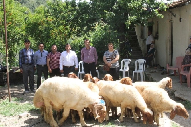Antakya’da Koyun Yetiştiriciliği Projesi