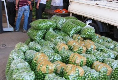 Can Eriğinde Verim Yüzde 70 Azaldı