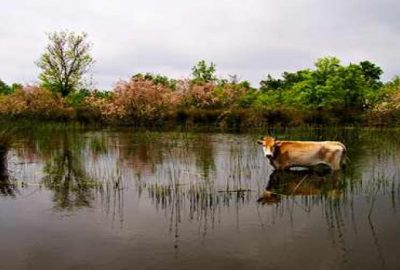 Karacabey Longoz Ormanları’ndan muhteşem görüntüler