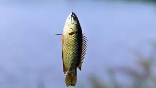 Ağaca tırmanan levrek paniği