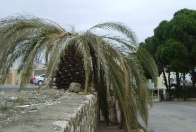 Aydın’da Palmiyeler Kuruyor