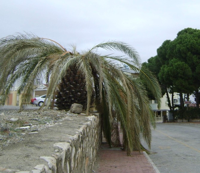 Aydın’da Palmiyeler Kuruyor