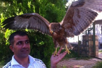 Yaralı Kartalı Evcilleştirdiler