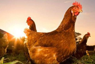 Yok artık! Kiralık tavuk dönemi!