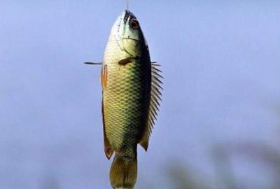 Ağaca tırmanan levrek paniği