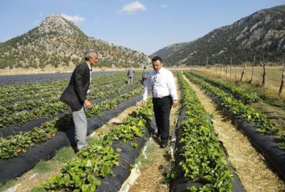 Derebucak’ta Çilek Ve Fasulye Üretimi Hız Kazandı