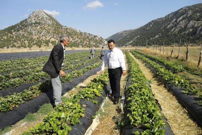 Konya’nın Derebucak ilçesinde, çilek ve fasulye üretiminin yeni sulama projelerinin
