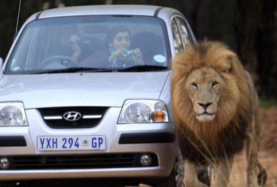 Parkta aslan dehşeti