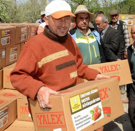 Tarımsal desteklerini artırarak sürdüren Konya Büyükşehir Belediyesi, kiraz, elma ve