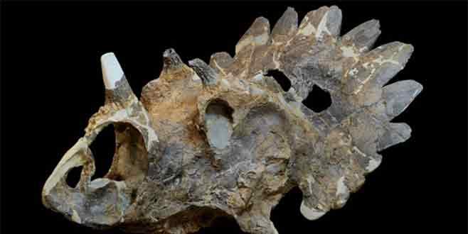 68 milyon yıllık dinozor fosili bulundu