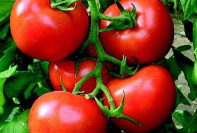 Salçalık domateste fiyat sıkıntısı