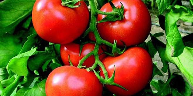 Salçalık domateste fiyat sıkıntısı