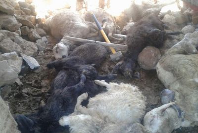 Kırşehir’de Aşırı Yağışlarda 19 Koyun Ve 9 Keçi Telef Oldu