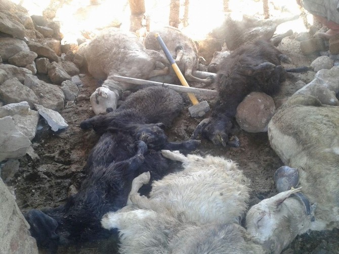 Kırşehir’de Aşırı Yağışlarda 19 Koyun Ve 9 Keçi Telef Oldu
