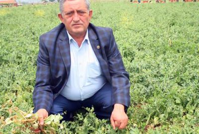 Bezelye çiftçinin yüzünü güldürdü