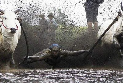 Pacu Jawi boğa yarışları yapıldı