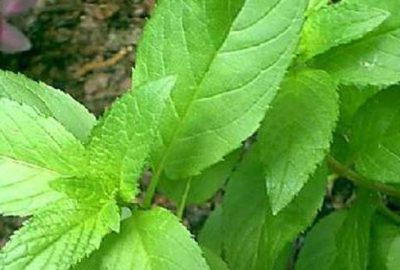 Mide sorununuza çözüm: Yaban nanesi!