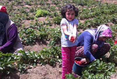 Dağda çilek hasadı başladı