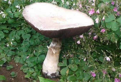 Görenler şoke oldu