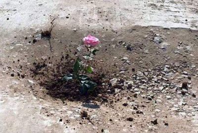 Bozuk yola gül ektiler