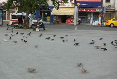 Burhaniye’de Güvercinler İmece İle Besleniyor