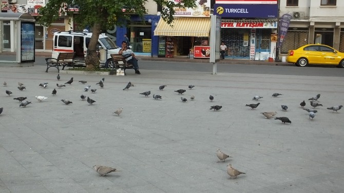 Burhaniye’de Güvercinler İmece İle Besleniyor