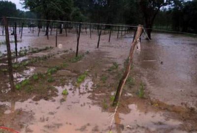 Sağanak tarım arazilerine zarar verdi