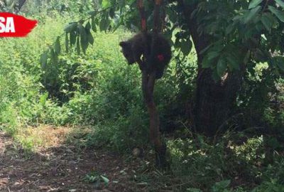 Yavru ayının canı kiraz isteyince…