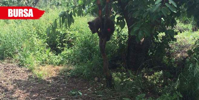 Yavru ayının canı kiraz isteyince…