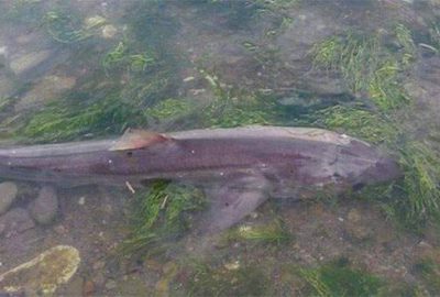 Sahile vuran köpek balığı korkuttu!