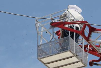 Bu şehri arılar bastı