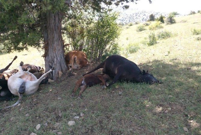 Isparta’nın Aksu ilçesinde, araziye yıldırım düşmesi sonucu 15 büyükbaş hayvan