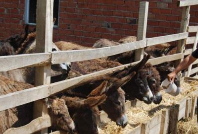 Orhaneli’de eşek çiftliği