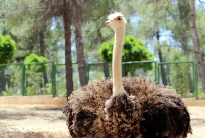 Safari Yapan Muhabirlerin Zor Anları