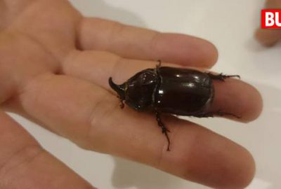 Dünyanın en değerli böceği ayağına geldi