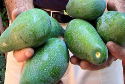 Kan kanserine doğal çözüm