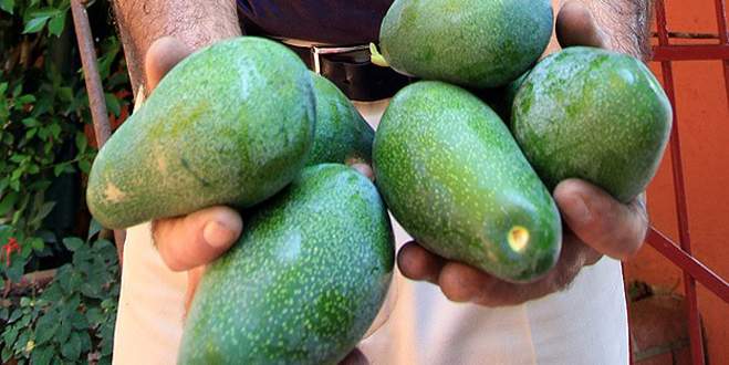 Kan kanserine doğal çözüm