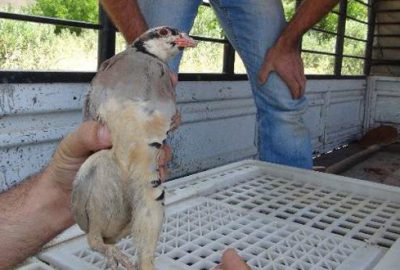 Doğaya 500 kınalı keklik salındı