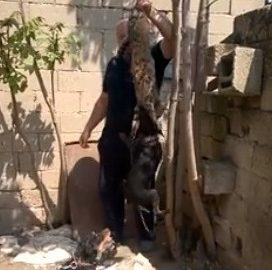 Kırklareli’deki Kedi İşkencesinde Kovuşturmaya Yer Yok