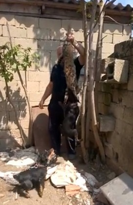 Kırklareli’deki Kedi İşkencesinde Kovuşturmaya Yer Yok