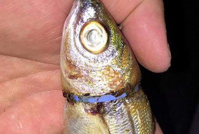 Balıkçıların ağlarına öyle bir balık takıldı ki!