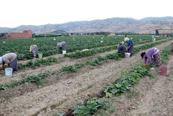 İzmir’in Ödemiş ilçesinde kadın işçiler, Ramazan ayında bir yandan orucunu