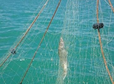 Beyşehir Gölü’nde Su Ürünleri Avcılığına Sıkı Takip
