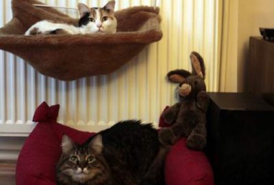 İyi kalpli kediler beğeni rekoru kırıyor