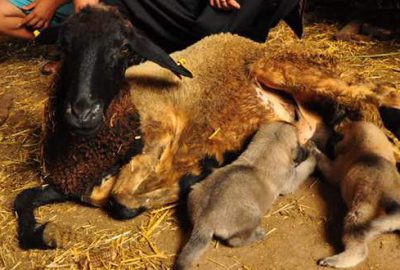 Kangal yavrularına koyun ‘annelik’ yapıyor