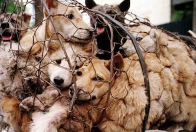 Tepki çeken festivalden 100 köpek kurtarıldı