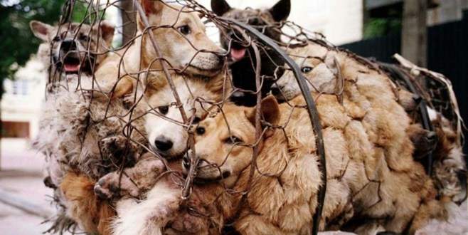 Tepki çeken festivalden 100 köpek kurtarıldı