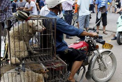 Çin’de ‘köpek yeme’ festivali