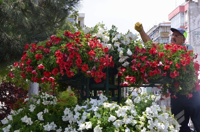 Zülfiye Çiçeklerine Özel Bakım